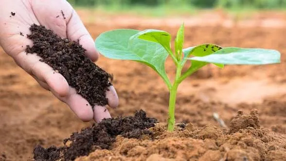 Vermicompost being applied by hand around a young green sapling
