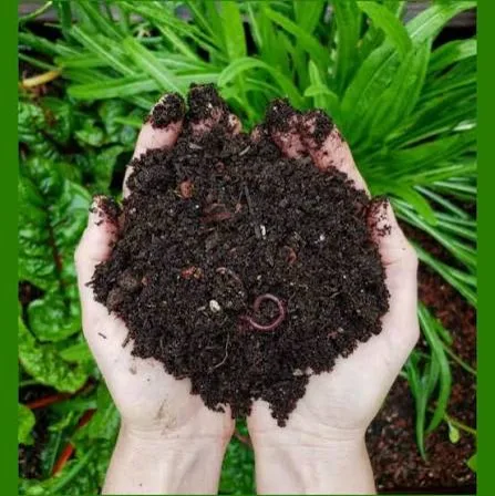 Hands holding dark vermicompost with earthworms above green foliage